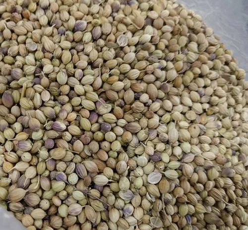 Coriander Seed Eagle Plus, Seeds