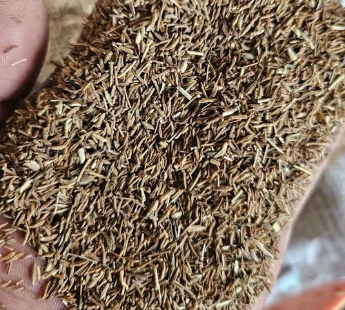 Cumin for powder purpose.