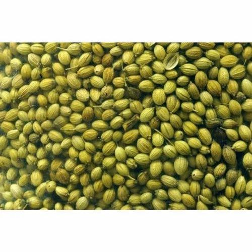 Coriander Seed Double Parrot, Seeds