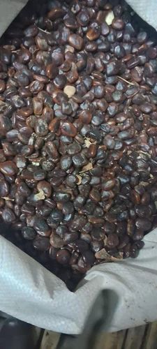 Tamarind Seed /Seed of Tamarind, Packaging Size: 50 kg, Packaging Type: PP Bag