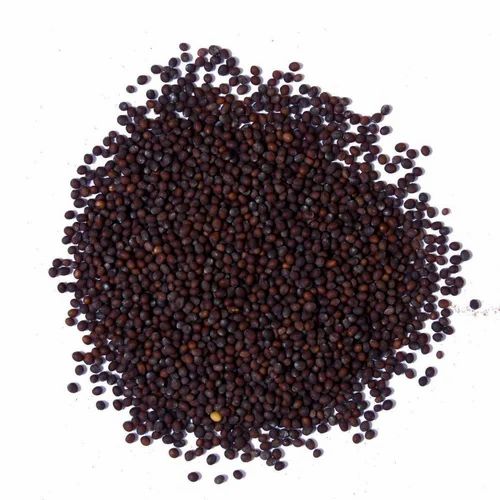Black Mustard Seeds, Bold