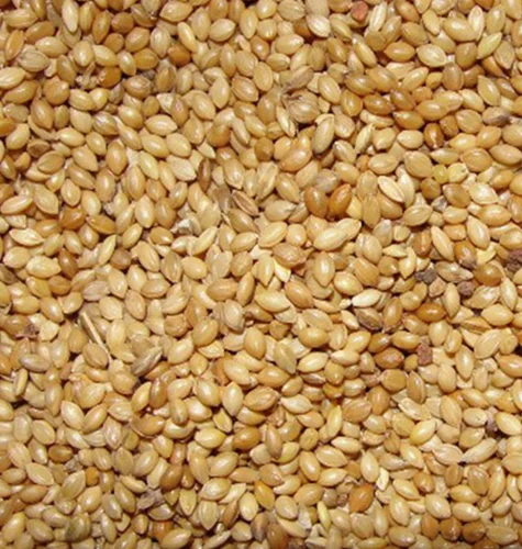 Foxtail Millets Organic