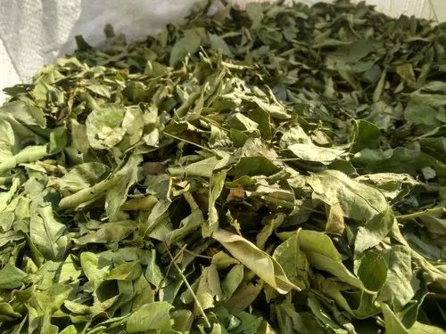 Dry Curry Leaves, Packaging Size: 10 Kg, Packaging: Plastic Bag or Polythene