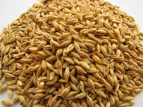 Indian Organic Barley Grain, For Cooking