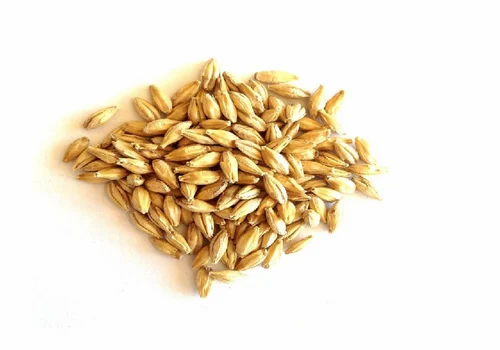 Yellow Organic Barley Grain, For Cooking, High in Protein