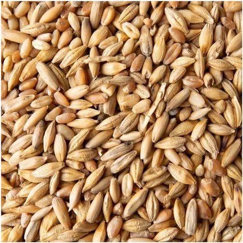 Golden Organic Barley Grain