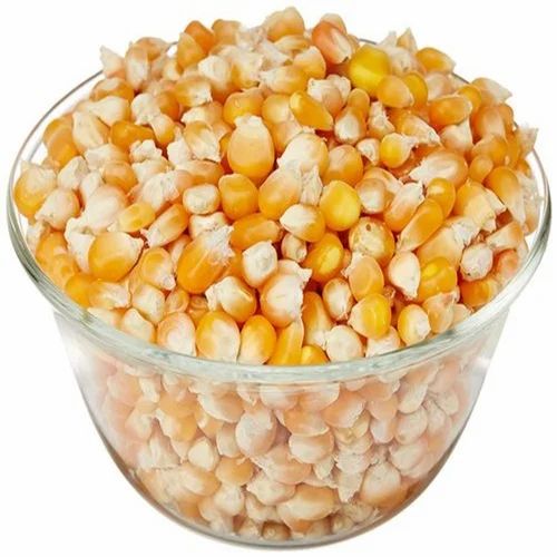 Dry Organic Maize Whole, For Cooking, Packaging Type: Bag