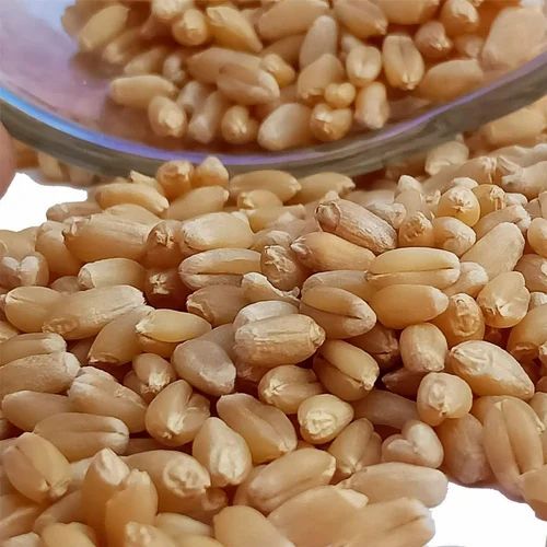 Organic Sharbati Wheat Grain