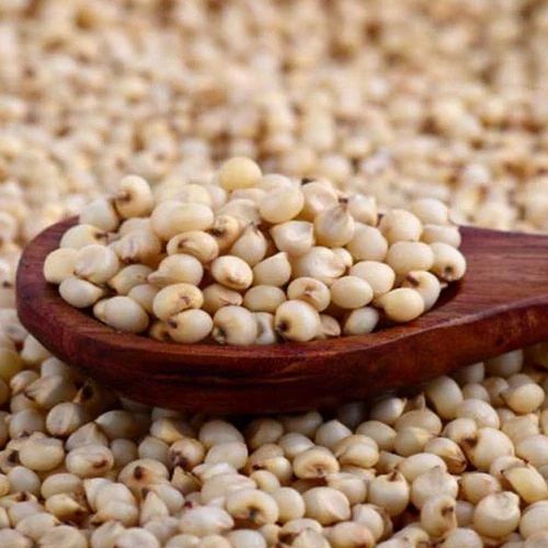 White Jowar Sorghum supplier