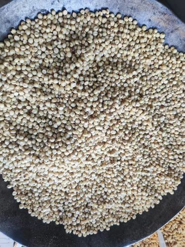 White Jowar Sorghum, Gluten Free, 50 Kg