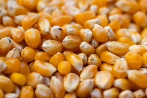 Maize Makka Supplier