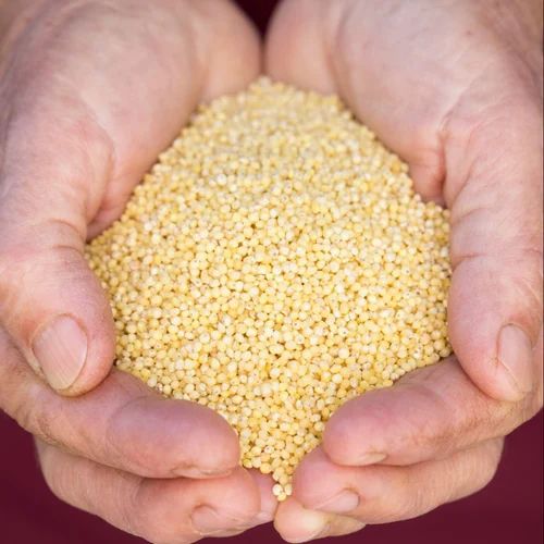 Golden Little Millet Samai Rice, 30Kg, PP Bag