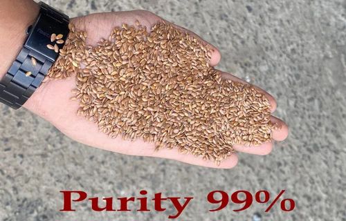 Flaxseed Linseed Alsi Supplier, For Human Consumption, Packaging Size: 25 kg