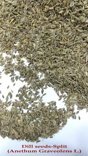 APEX Dill Seeds Exporter, Form: Whole, Packaging Type: PP Bag