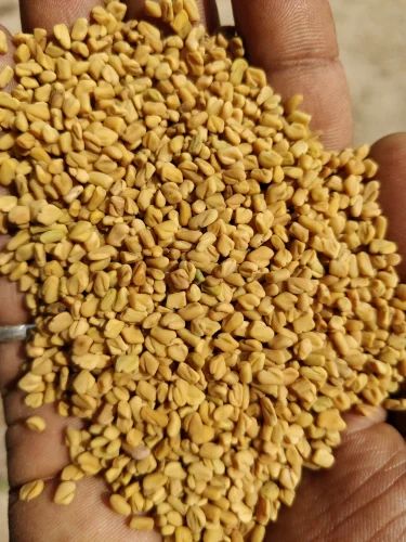 Apex Dried Fenugreek Seeds, Packaging Size: 50 kg, Packaging Type: PP Bag