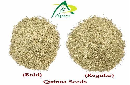 Indian Quinoa Seed Supplier, For Cooking, High in Protein