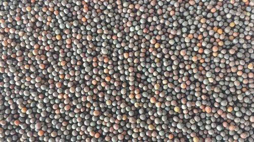 Black Mustard Seeds Rai, 25 Kg