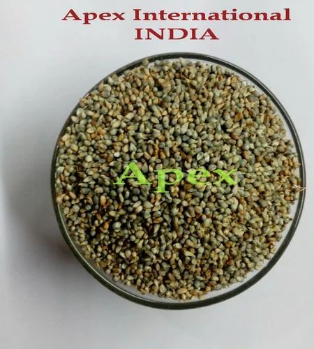 Indian Green Millet
