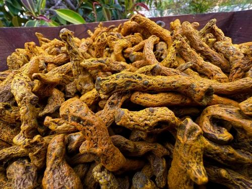 Curcuma Longa Erode TURMERIC FRESH, For Kombucha -DRINK