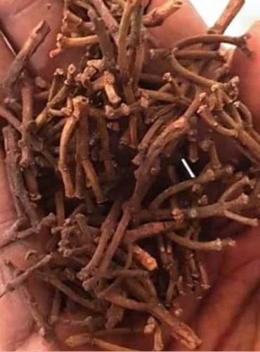 Solid Clove Stem, 25 Kgs