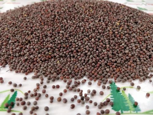 Black Mustard Seeds, Packaging: Packet