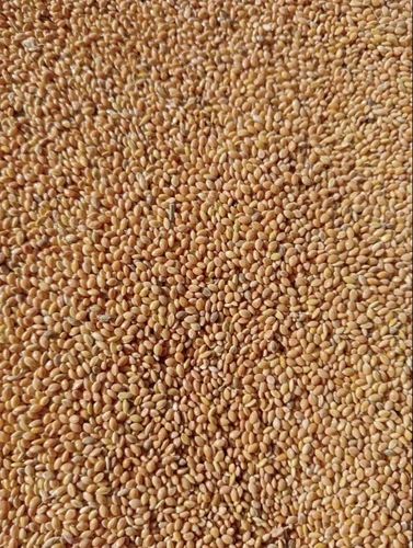 Machine Cleaned Foxtail Millet - Italian Millet - Kangani - Thinai - Korra - Navane, Form: Seed