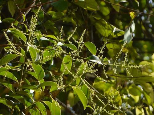 Embelia Ribes Vidanga Extract, Form: POWDER