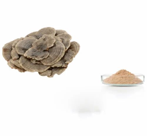 ODM OEM Turkey Tail Mushroom Powder 20kg MOQ by Vanity Vision, Packaging Size: 5Kg