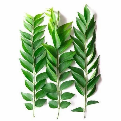 MURRAYA KOENIGII KADI PATTA CURRY LEAF, Packaging Type: Plastic Bag