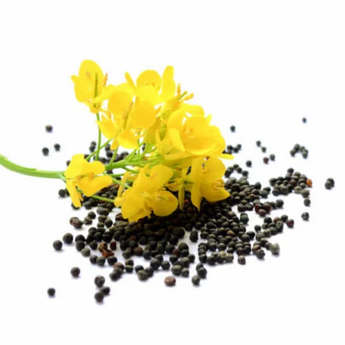 Canola Seed Oil, Packaging Size: 1 L