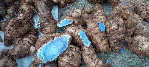 Black Turmeric Curcuma Caesia Kali Haldi, 50 kg, Bulb