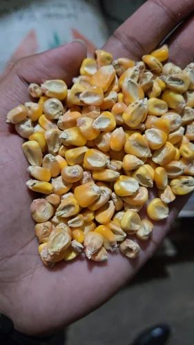 Yellow 50 Kg B Grade Raw Maize, For Animal Feed