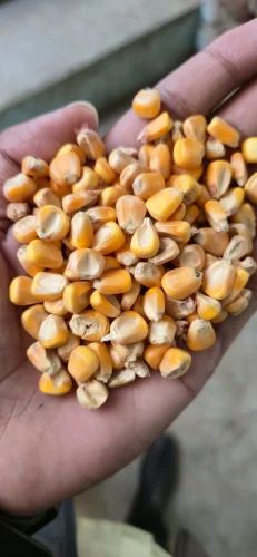 A Grade Maize, Yellow