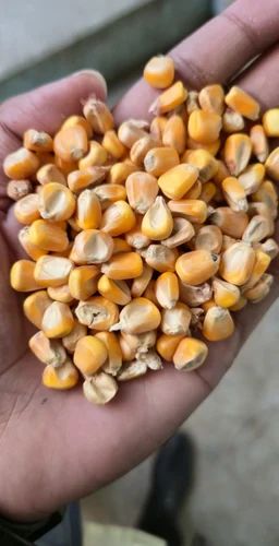 Yellow 100 Kg A Grade Raw Maize, For Human Consumption