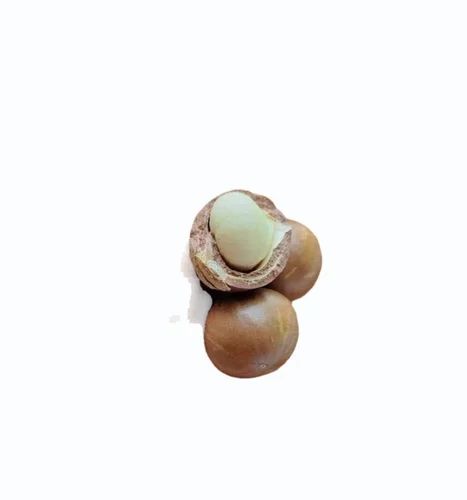 Premium Raw Macadamia Nuts Seeds (Box)