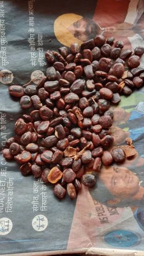 Brown Tamarind Seeds, Packaging Type: Gunny Bag, Packaging Size: 50 kg
