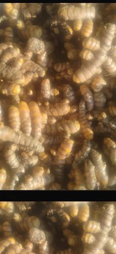 Salem Fresh Turmeric Root, Finger