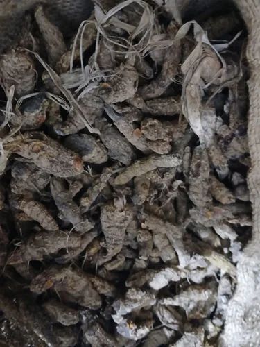 Erode Dried Turmeric Roots (Finger Grade)