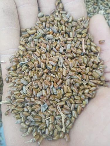 Cassia Tora, Whole Seeds, 25 kg