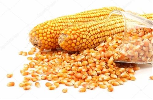 Giri Trading Yellow Maize Corn Grain, For Industrial, Packaging Type: Bag