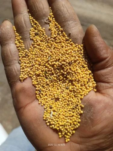 Natural Yellow Mustard Seeds, Packaging Size: 50 kg