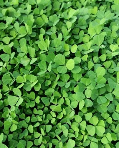 MTC Green Kasuri Methi