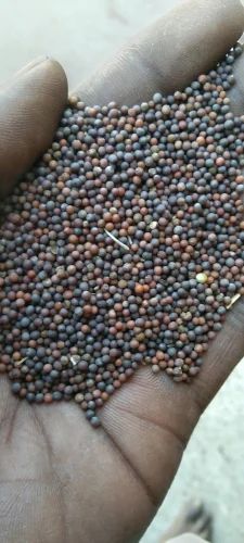 Bengal mustard seeds, Black, Small (Micro)