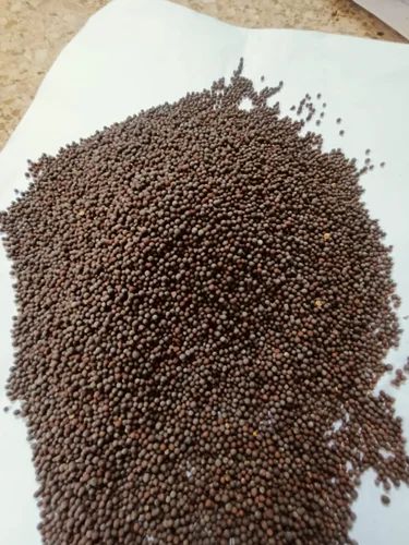 Mustard Seeds
