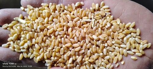 Organic Wheat Grain