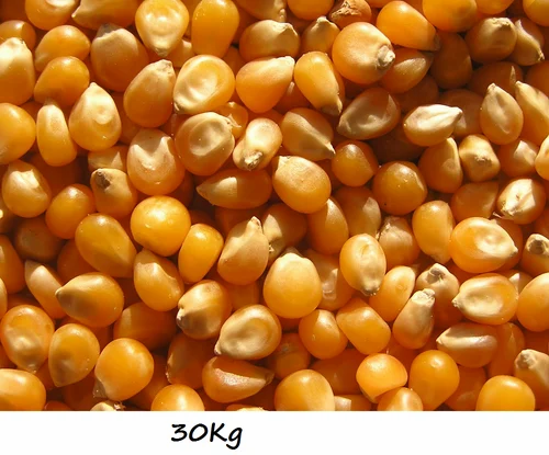 Cool and Dry Place Whole Maize Grain, High in Protein