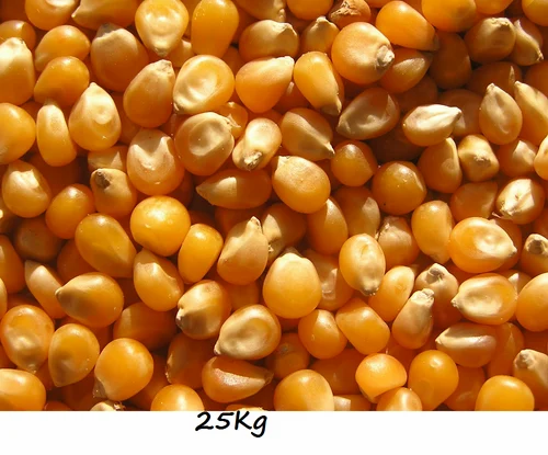 Cool and Dry Place 25Kg Whole Maize Grain, High in Protein