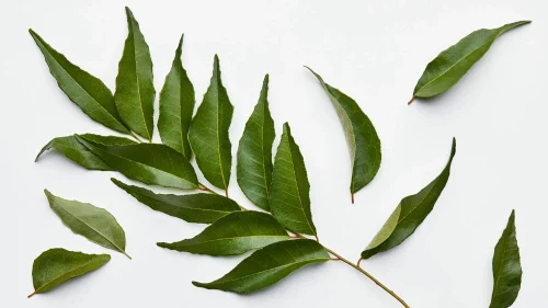 Dry Curry Leaves, Plastic Bag, Packaging Size: Standard