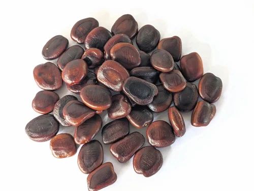 Raw Tamarind Seeds, Whole