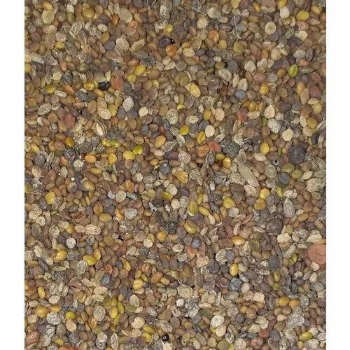 Organic Fenugreek Seed Methi Dana, 50 kg, Roasted Seeds